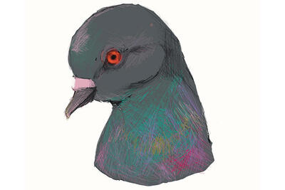 Hato